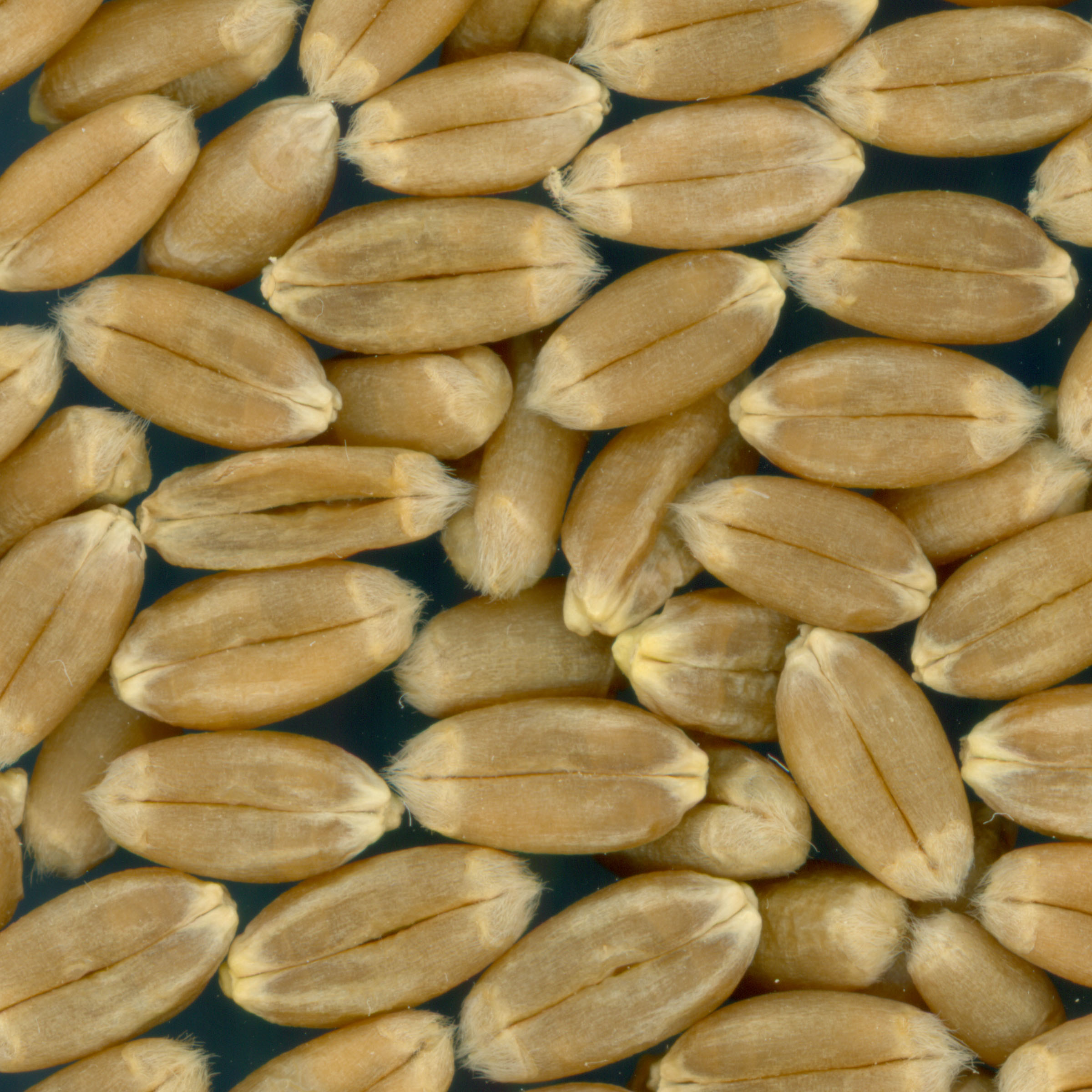 KERNELS